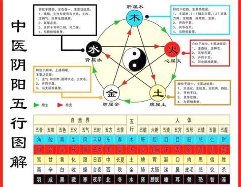 五臟對應五行|五行、五臟、五官、五體、五志對應表